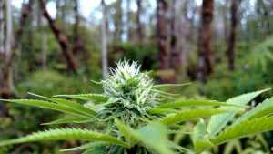Hawaii Cannabis Forest Grow
