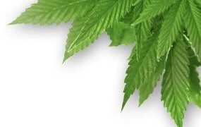 Cannabis Consulting Company