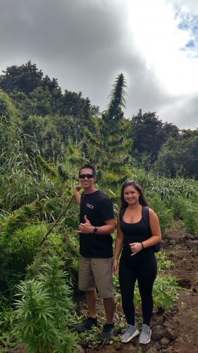 Big Island Cannabis Farm 
