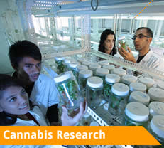Cannabis Research Hawaii