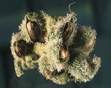 Cannabis Seeds HM