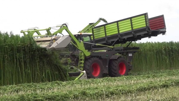 hemp-harvest-7