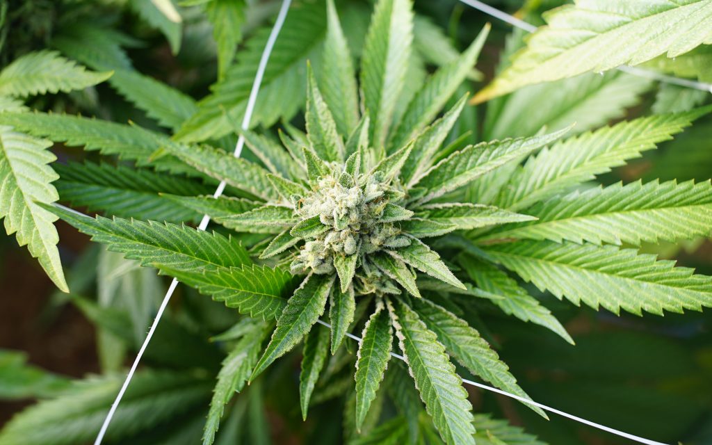 Above Marijuana Cannabis Plant Growing Indoor Growing Facility
