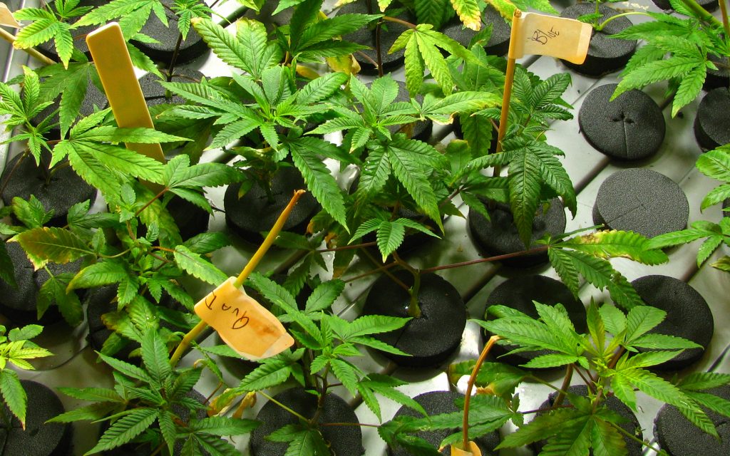 Marijuana plants in a cloning machine