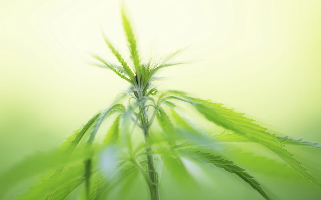 Young cannabis plants, marijuana, close-up.