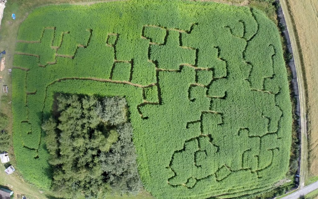 An aerial view of the farm's most distinctive feature: a two-acre hemp labyrinth. Photo via Lukas Hurt