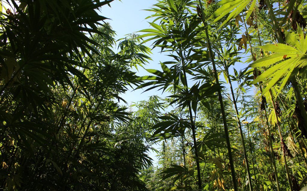 Inside the hemp maze, cannabis plants tower up to 16 feet in the air. Photo via Lukas Hurt
