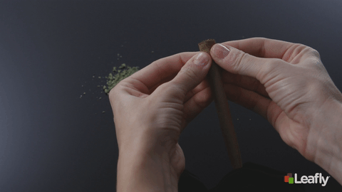 How to roll a perfect blunt: A step-by-step guide - GreenLight Business  Solutions
