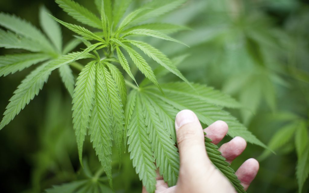 Detail of a growing marijuana.
