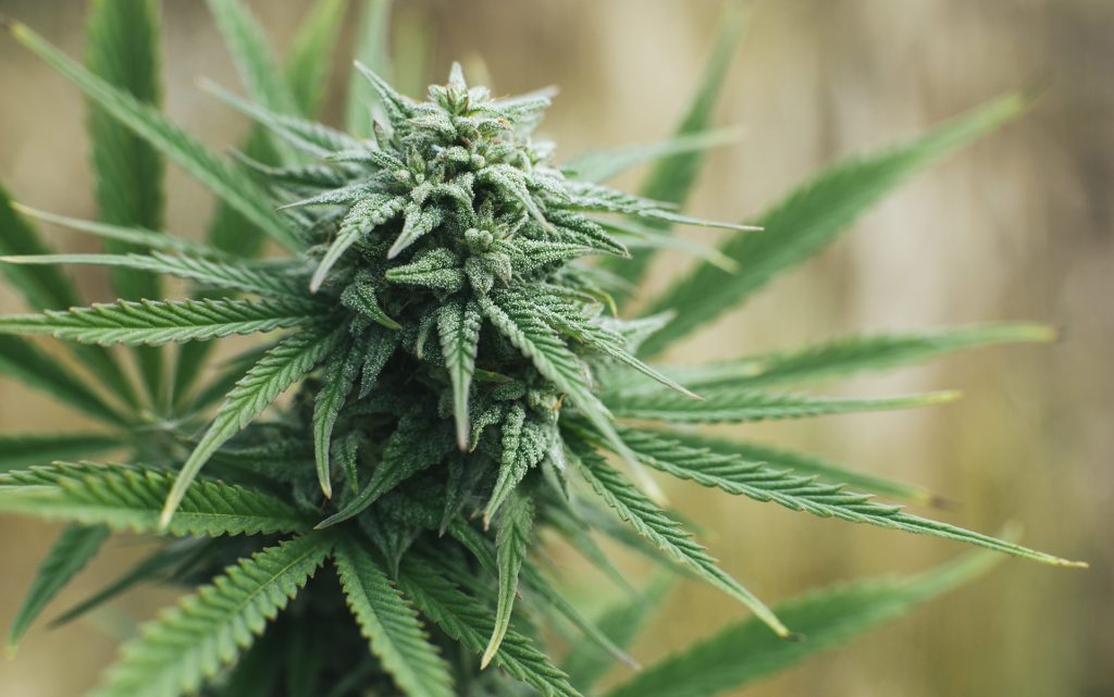marijuana plant growing outdoors