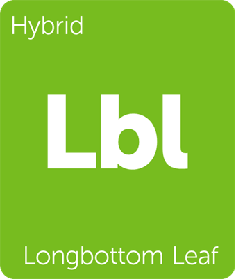 Longbottom Leaf Leafly cannabis strain