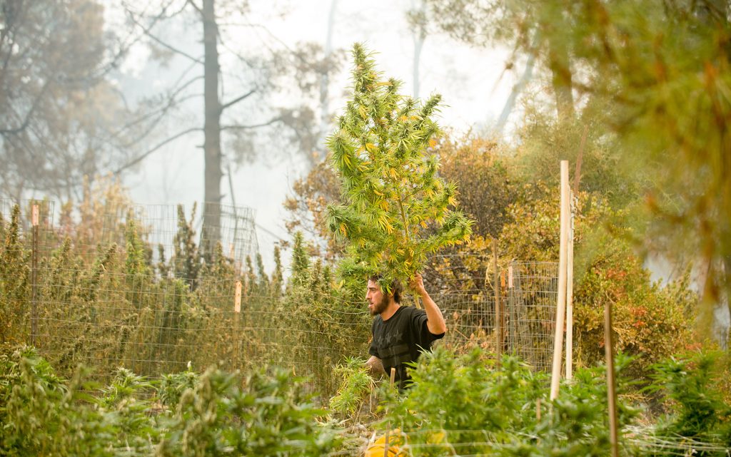 Anthony Lopez harvests marijuana plants as the Loma fire burns around his home near Morgan Hill, Calif., on Tuesday, Sept. 27, 2016. (AP Photo/Noah Berger)