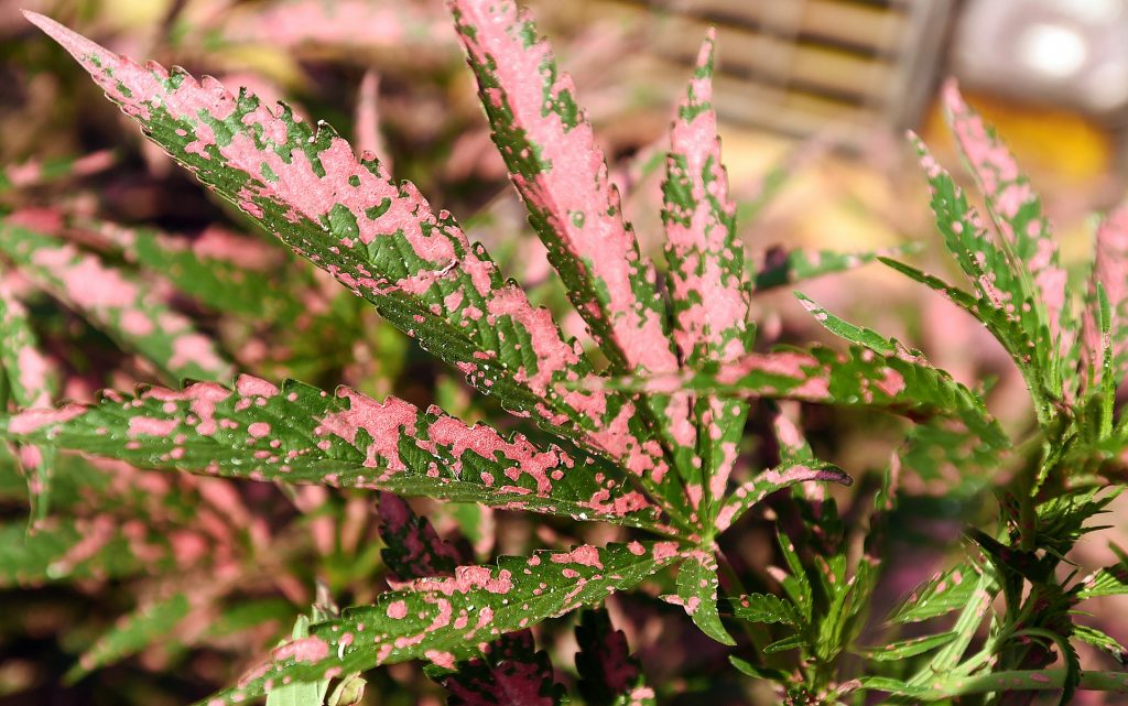 Marijuana plants are covered in fire retardant near the remains of a burned out house in Lower Lake, Calif., Monday, Aug. 15, 2016. (AP Photo/Josh Edelson)