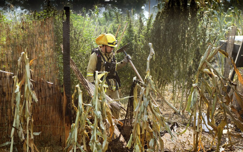 A firefighter walks through marijuana plants as mop-up continued during the Clayton fire after structures were destroyed in Lower Lake, Calif., Monday, Aug. 15, 2016. (Hector Amezcua/The Sacramento Bee via AP)