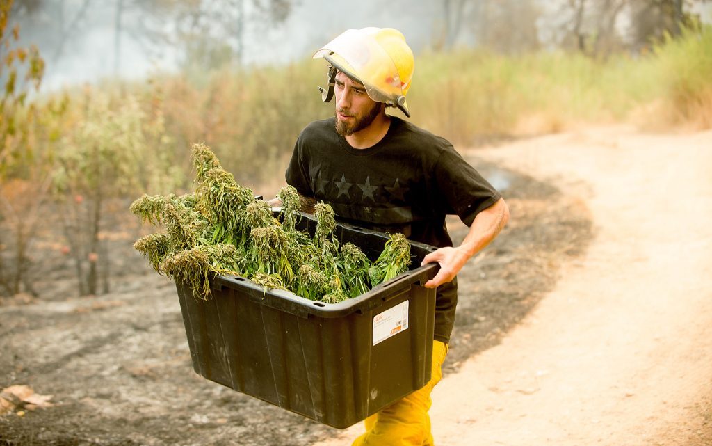 Anthony Lopez harvests marijuana plants as the Loma fire burns around his home near Morgan Hill, Calif., on Tuesday, Sept. 27, 2016. (AP Photo/Noah Berger)