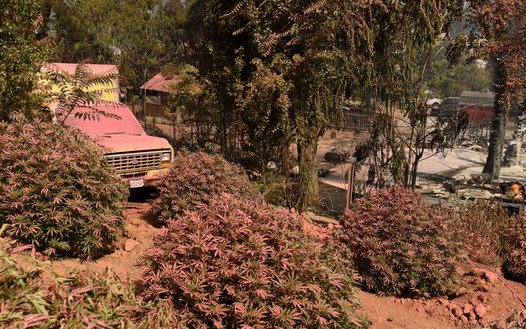 Marijuana plants are covered in fire retardant near the remains of a burned out house in Lower Lake, Calif., Monday, Aug. 15, 2016. (AP Photo/Josh Edelson)