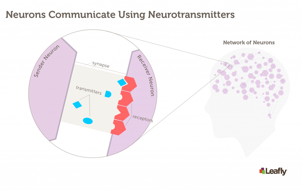 Figure 1 — Neurons Communicate Using Neurotransmitters Right: The brain contains a huge a number of brain cells (neurons). Each neuron, represented here as a hexagon, is connected to many others. Left: The synapse is the site where two neurons communicate each other. The “sender neuron” releases chemical signals called neurotransmitters, which stimulate receptors on the “receiver neuron.” There are many different receptor types in the brain, each one sensitive to different neurotransmitters.