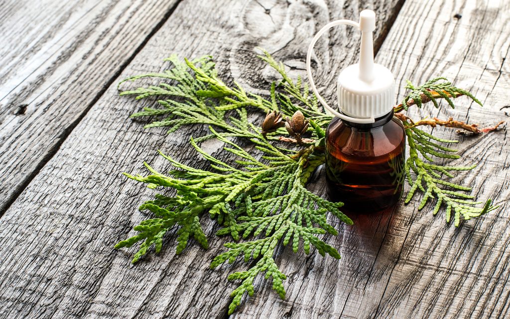 Essential oil arborvitae (thuja) and fresh sprig on a dark wooden table