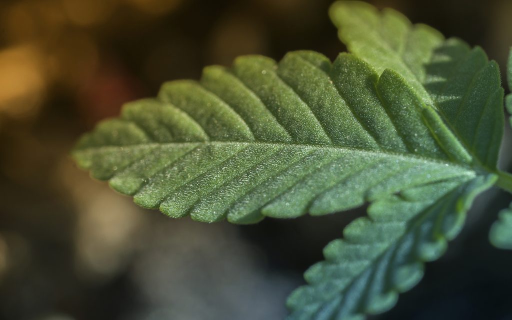 hemp,cannabis leaf macro