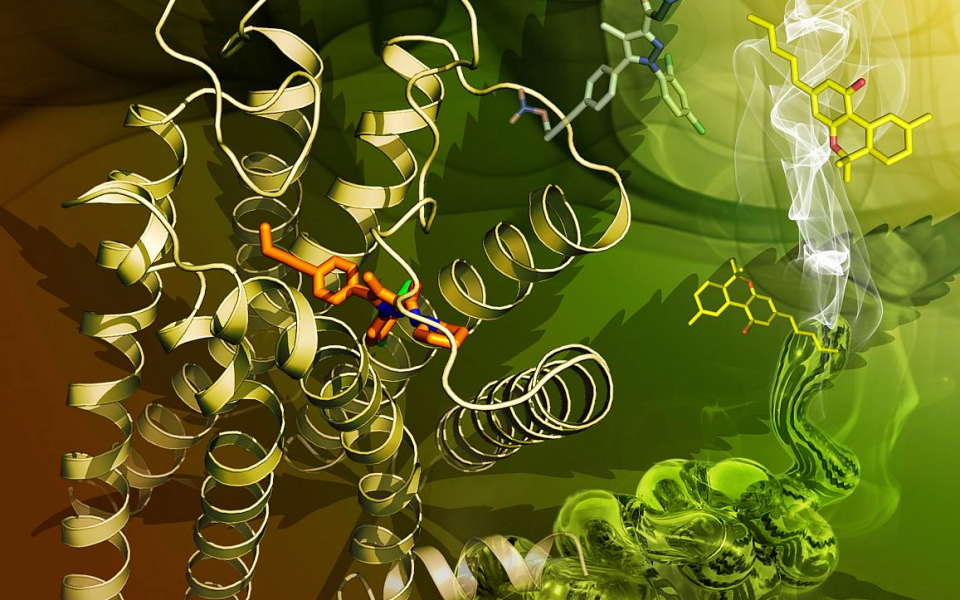 Crystal structure of the human CB1 receptor