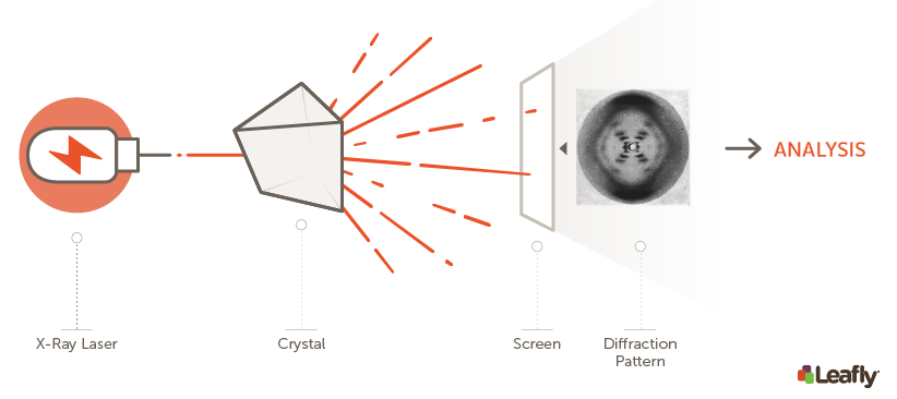 How X-ray crystallography works. After purifying the protein or biological molecule of interest in the form of crystals, scientists bombard them with high-intensity X-rays. The X-rays are diffracted through the crystal, creating a unique diffraction pattern that depends on the structure of the crystallized protein. This diffraction pattern is then analyzed to determine the physical structure of the molecule in the crystal. The diffraction pattern shown here, known as Photo 51, was the original image used to figure out the double-helix structure of DNA. It is not the diffraction pattern that was used to figure out the CB1 receptor structure.