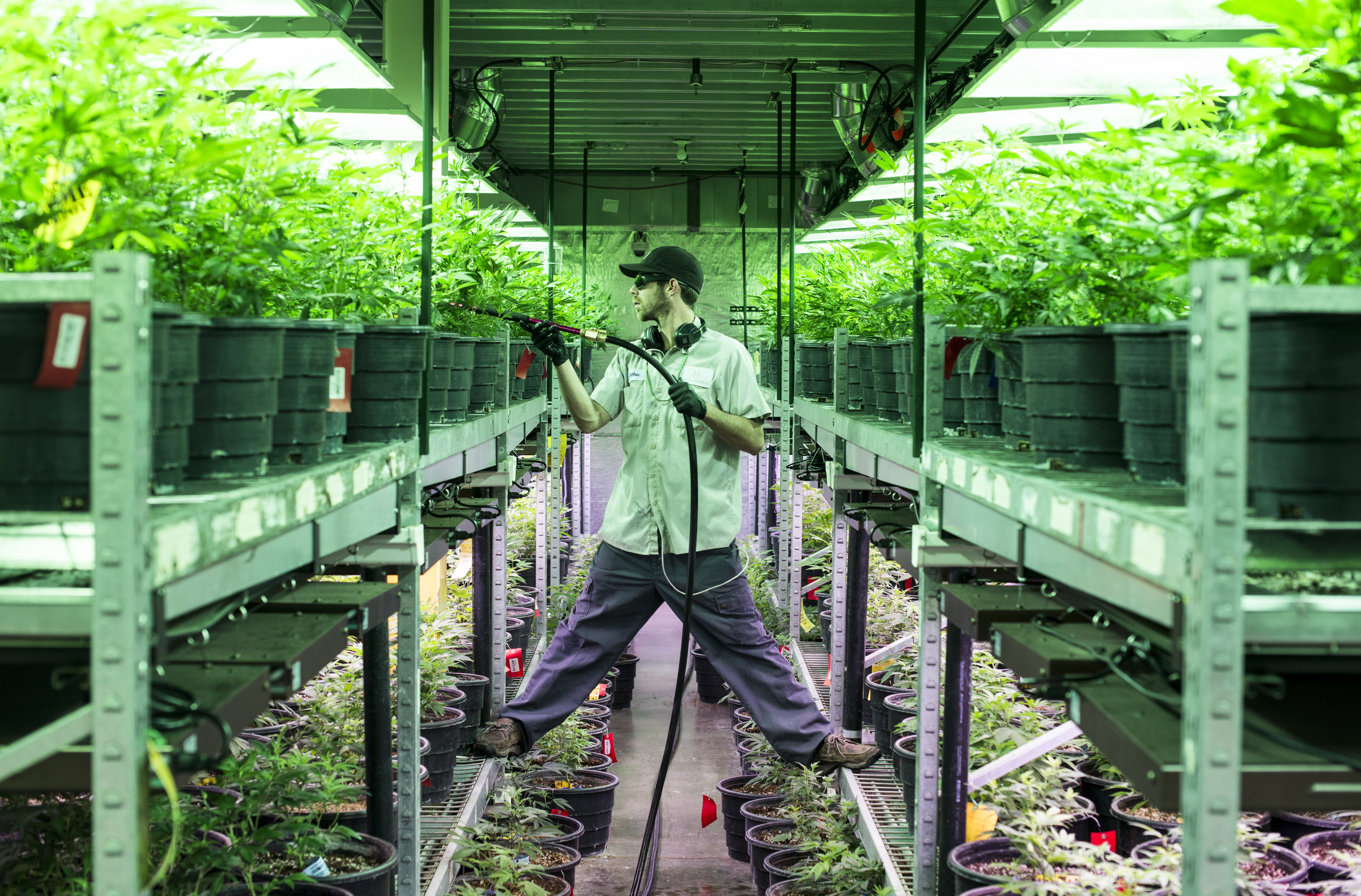 Grower Nick Tomberlin waters cannabis plants at a Medicine Man grow house in Denver, Colorado. Photo by Matt Nager