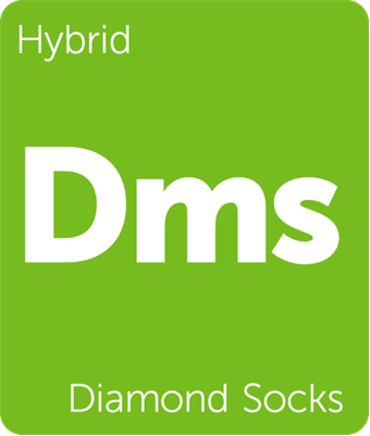 Leafly hybrid Diamond Socks cannabis strain tile