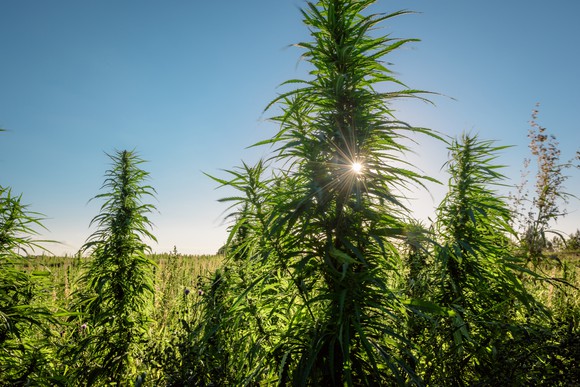 Marijuana Cannabis Grow Farm Legalization Getty