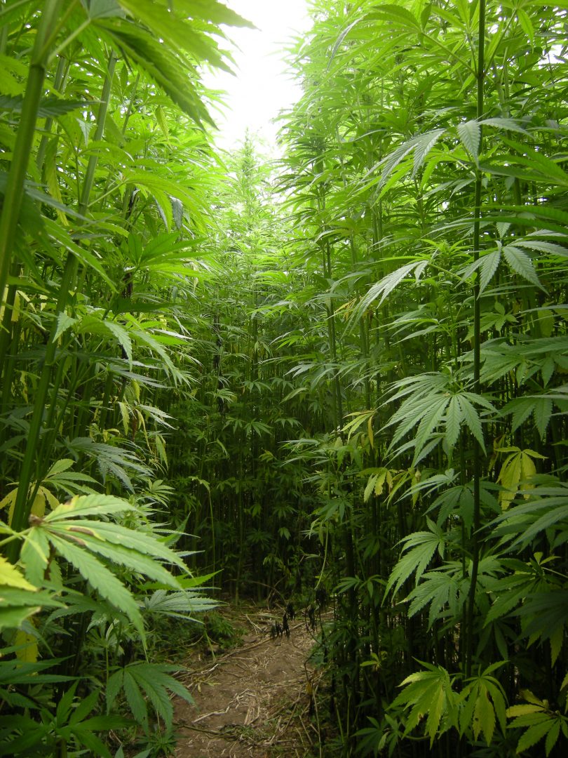 Photo of Hemp plants. Trail through hemp plants.