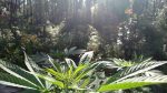 Cannabis Sativa in the morning Sun, reaching up and praying. Photo depicts strength and growth. Rooty greens and brilliant greens. The back drop is a native ohia forest.