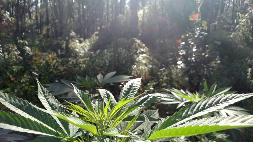 Cannabis Sativa in the morning Sun, reaching up and praying. Photo depicts strength and growth. Rooty greens and brilliant greens. The back drop is a native ohia forest.