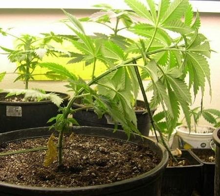 low stress training marijuana plants