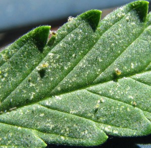 spider mites signs on leaf