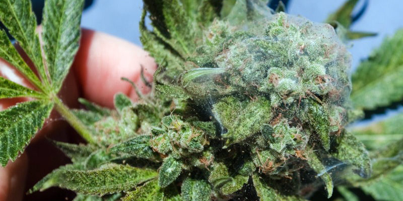 how to handle spider mites on your grow
