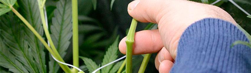 super cropping marijuana plants
