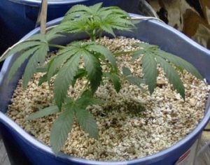 marijuana grow mediums