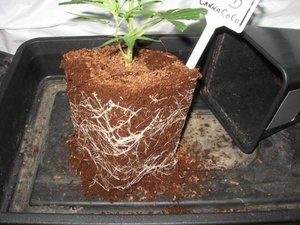 marijuana growing mediums