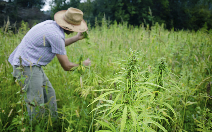 Cannabis farmer