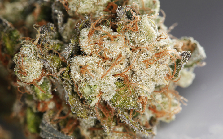 Close up of a cannabis bud