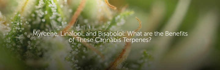 Myrcene, Linalool, Bisabolol: What are the Benefits of These Cannabis Terpenes?