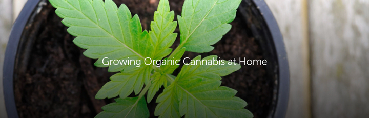 Growing Organic Cannabis at Home