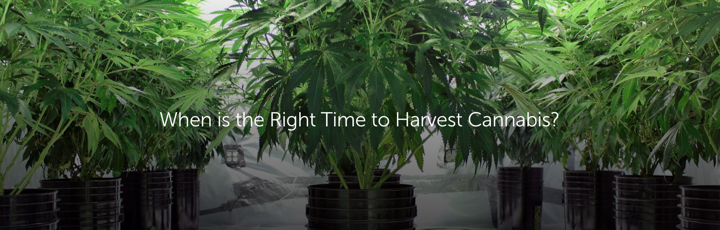When is the Right Time to Harvest Cannabis?