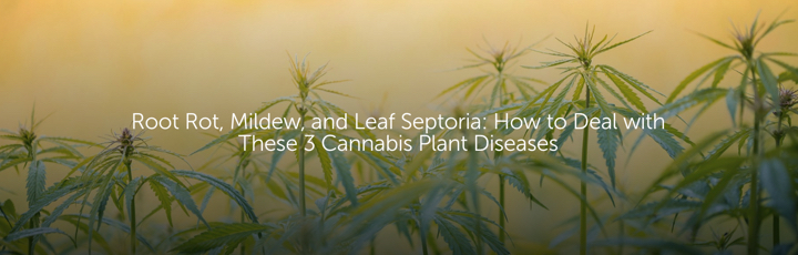 Root Rot, Mildew, and Leaf Septoria: How to Deal with These 3 Cannabis Plant Diseases