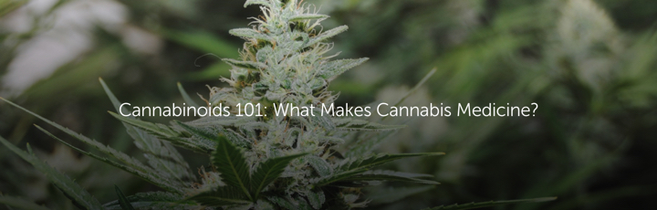 Cannabinoids 101: What Makes Cannabis Medicine?