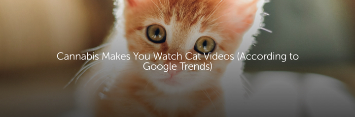 Cannabis Makes You Watch Cat Videos (According to Google Trends)