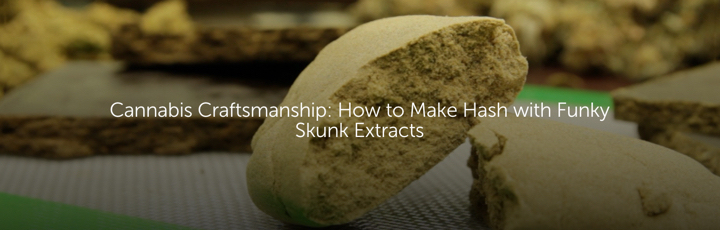 Cannabis Craftsmanship: How to Make Hash with Funky Skunk Extracts