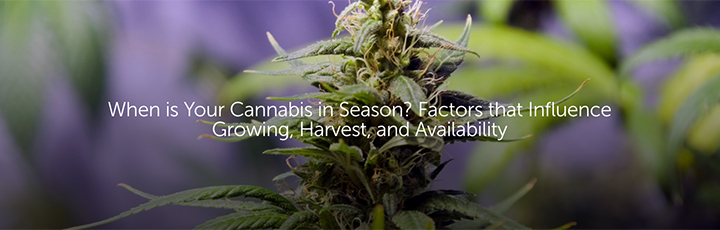 When is Your Cannabis in Season? Factors That Influence Growing, Harvest, and Availability