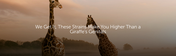 We Get It, These Strains Make You Higher Than a Giraffe's Genitals