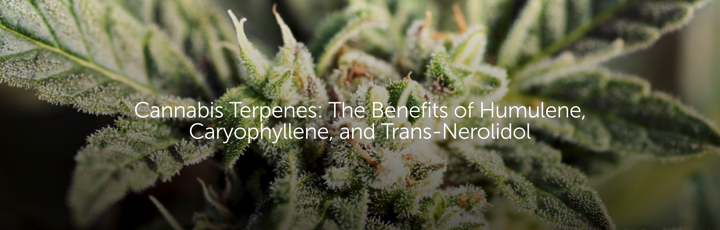 Cannabis Terpenes: The Benefits of Humulene, Caryophyllene, and Trans-Nerolidol