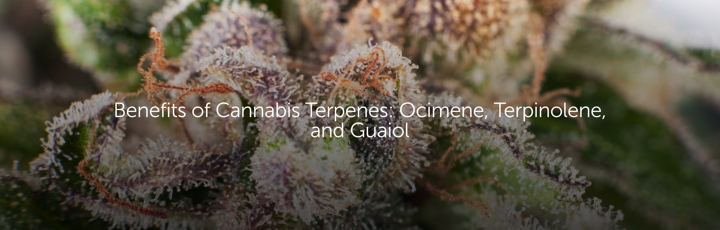 Benefits of Cannabis Terpenes: Ocimene, Terpinolene, and Guaiol